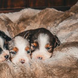 Toy Australian Shepherds from Emmy's Toy Aussies