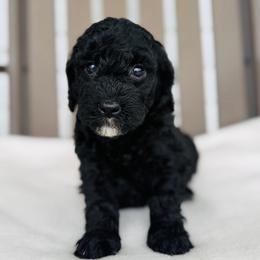 Shirley - Black female Goldendoodle puppy in Auburn, Indiana from Martin’s Doodles