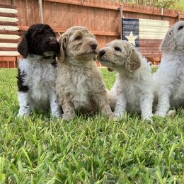 Goldendoodles and Poodles from Mesquite Kennels