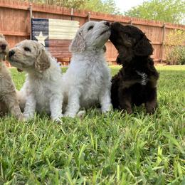 Goldendoodles and Poodles from Mesquite Kennels
