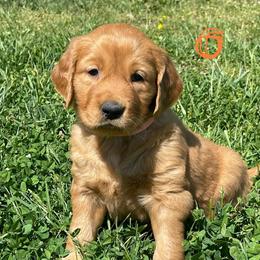 Orange - Dark golden female Golden Retriever puppy in Mount Carmel, Tennessee from HS Goldens