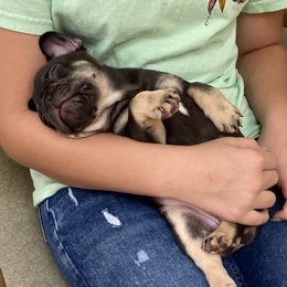 French Bulldog Puppies from NC French Kiss-A-Bulls