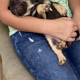 French Bulldog Puppies from NC French Kiss-A-Bulls