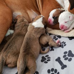 Boxer Puppies from Mischievous Boxers