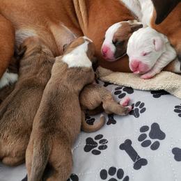 Boxer Puppies from Mischievous Boxers