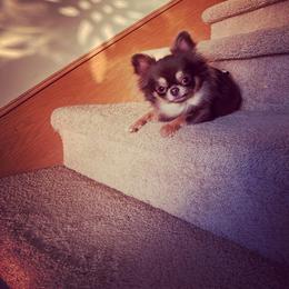 Foof - Chihuahua