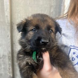 Ion (green collar) - Sable male German Shepherd puppy in Jerusalem, Arkansas from Sudenblick German Shepherds