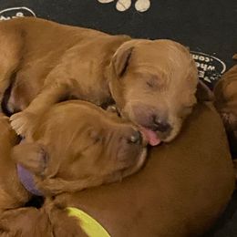 Goldendoodle Puppies from North Bay Goldendoodles