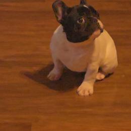Female - Tricolors female French Bulldog puppy in Rogers, Arkansas from Freaky Frenchies