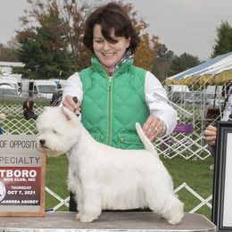 West Highland White Terriers from Terriers of Skovam