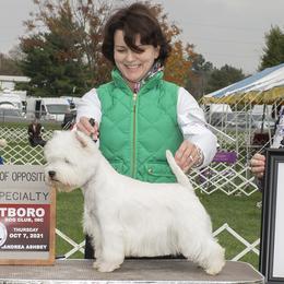 West Highland White Terriers from Terriers of Skovam