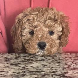 Alvin - Red male Cavapoo puppy in Cedar City, Utah from Pearson's Poodles