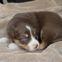 Yellow Collar - Red female Border Collie puppy in Courtland, Alabama from C Bar C Ranch Border Collies