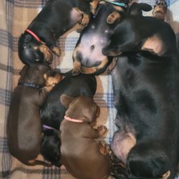 Dachshund Puppies from Cyn-D's Miniature Dachshunds