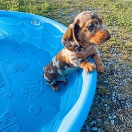 Dachshund Puppies from Mini Doxies of the South