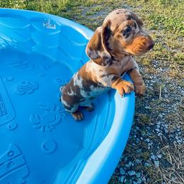 Dachshund Puppies from Mini Doxies of the South
