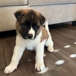 Boy 2 orange - Brown brindle male Akita puppy in Las Vegas, Nevada from Ishikawa Akita's