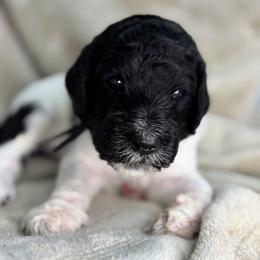 Lucasta - Black Collar - Parti male Poodle puppy in Monroe, North Carolina from The Klepper Homestead