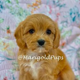 Eve - Red female Cavapoo puppy in Liberty, Missouri from Marigold Pups