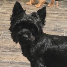 Bella - Yorkshire Terrier