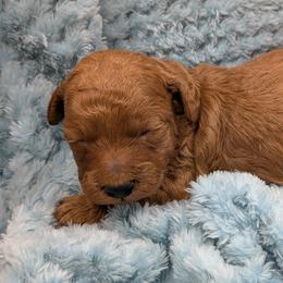 Alex - Red  male Poodle puppy in East Earl, Pennsylvania from Puppy Adventures LLC