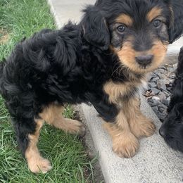 Aussiedoodle Puppies from North Idaho Miniature Aussiedoodles