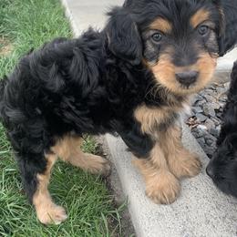 Aussiedoodle Puppies from North Idaho Miniature Aussiedoodles