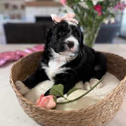 Pink collar - Black and white female Bernedoodle puppy in Indiahoma, Oklahoma from Farm Fresh Doodles