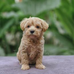 Carina - Red female Aussiedoodle puppy in Centreville, Mississippi from Trin's Designer Doodles