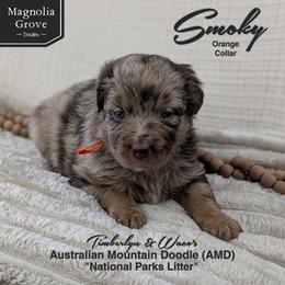 Smoky - Orange Collar - male Australian Mountain Doodle puppy in Oxford, Alabama from Magnolia Grove Doodles