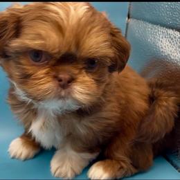 Goldie - yellow collar - Chocolate and tan female Shih Tzu puppy in Clarksburg, West Virginia from Pilgrim Shih tzu