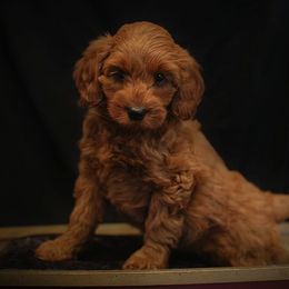 Goldendoodle Puppies from Crazy Cute Kennels