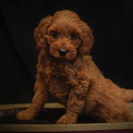 Goldendoodle Puppies from Crazy Cute Kennels