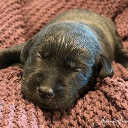 Orange Boy - Black male Labrador Retriever puppy in Colorado from Albrecht Farms Labrador Retrievers