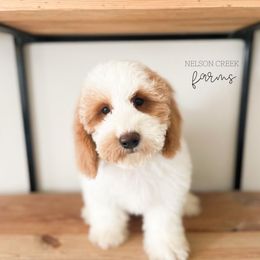 Henry - Parti male Maltipoo puppy in Huntsville, Texas from Nelson Creek Farms
