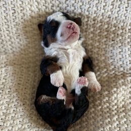 Huntington (Beach) - Tri-color male Bernedoodle puppy in Modesto, California from Central Valley Canine Companions