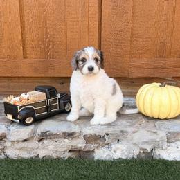 Cassie - Blue merle female Aussiedoodle puppy in Lavonia, Georgia from H & A Kennels