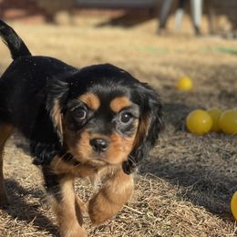 Cavalier King Charles Spaniel Puppies from Colorful Cavaliers