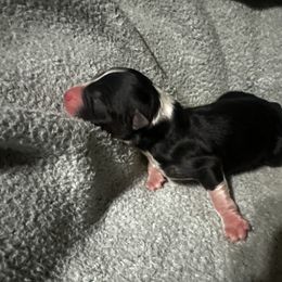 Dustin - Black tri-color male Australian Shepherd puppy in Saint Maries, Idaho from North Idaho Aussies