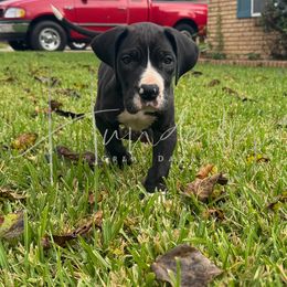 HIPPO - Mantle female Great Dane puppy in Denison, Texas from Hundeity Great Danes