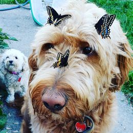 Finnegan - Goldendoodle