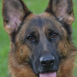 German Shepherds from Nordenhaus German Shepherds