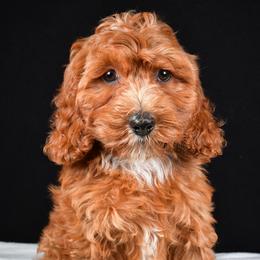 Milo - Red male Cavapoo puppy in Temecula, California from Designer Doodles