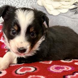 Pearl - Black tri female Miniature Australian Shepherd puppy in Howe, Oklahoma from Tonia Johnson's Toy and Miniature Australian Shepherds