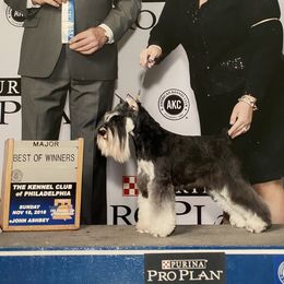 Miniature Schnauzers from Casablanca Miniature Schnauzers