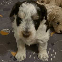 Selena - Parti female Miniature Schnauzer puppy in Slaughterville, Oklahoma from Priscilla's Miniature Schnauzers