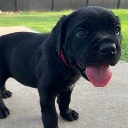 Red - Black female Cane Corso puppy in Texas from Raising Kane Corso’s