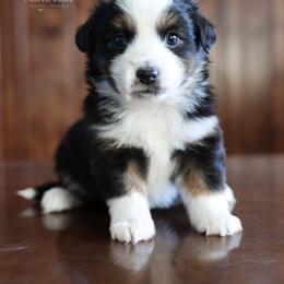 Alice - Black tri female Miniature Australian Shepherd puppy in Hamilton, Montana from North Lake Aussies