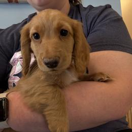 Hangman - Red male Dachshund puppy in Morristown, Tennessee from Hillside Hounds