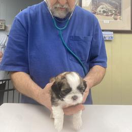 Shih Tzu Puppies from Tiny Bubbles Shih Tzus